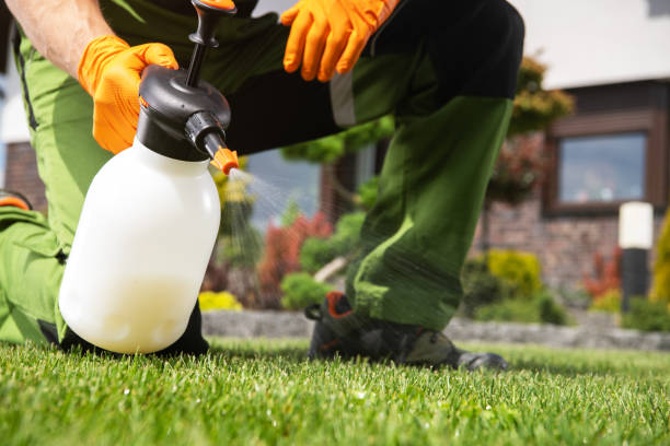 Best Flea Control Services  in Blue Springs, MO