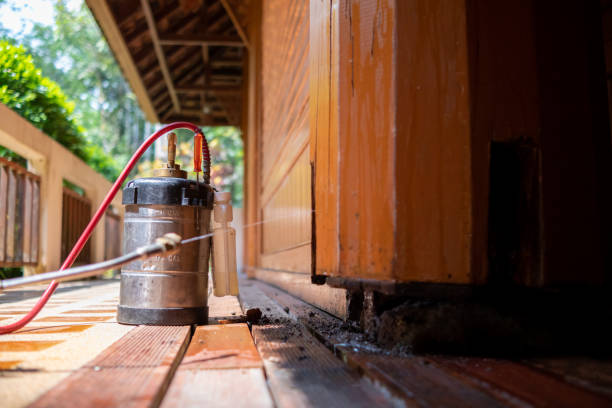 Best Ant Control Services  in Blue Springs, MO